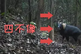 前方“四不像”出没！广东始兴拍下中华鬣羚清晰影像视频封面