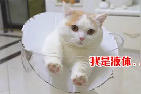 自制透明猫咪钻洞机，结果一只只全部卡住，太搞笑！视频封面