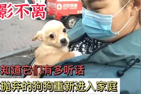 当流浪狗，被抛弃的毛孩重新进入家庭，你不知道它们有多听话。视频封面