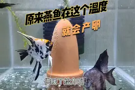 原来燕鱼在这个温度就能产卵，供暖了，产房传喜讯视频封面