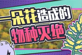 一枝花就灭了30个物种，加拿大一枝黄花是何方神圣？视频封面