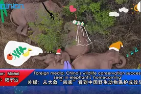 #海评面#【大象“回家”！外媒看中国野生动物保护成效显著】视频封面