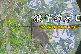 印度尼西亚祸害农作物的猴子被猎人猎杀视频封面
