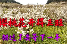 贵阳乌当区下坝乡，樱桃花开得正旺，错过了要等下一年视频封面