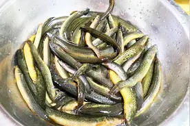 这才是泥鳅正确做法，做好关键2步，泥鳅土腥味全无，解馋又下饭视频封面