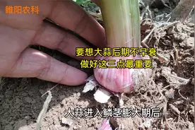 大蒜蒜薹采收后，注意做好这三点，大蒜不早衰蒜头膨大快视频封面