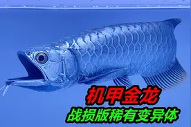 拥有一条全身散发着金属感的金龙鱼，是什么样的体验视频封面