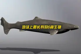 地球上寿命最长的6种生物，超出你的想象！视频封面