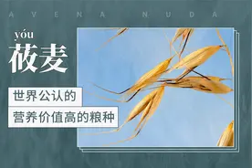 莜麦——世界公认的营养价值高的粮种视频封面