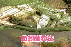 野钓蚯蚓蘸钓法，蚯蚓乔装潜伏水底杂鱼嗅味躲避鲫鱼嗅味疯狂咬钩视频封面