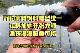 野钓窝料饵料味型统一，饵料加她开张大鲫，渔获满满跑鱼可惜视频封面