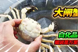 万里挑一的变异白化大闸蟹，居然出现在这里，3分钟布置简陋住处视频封面