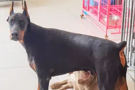 爸爸捏住了杜宾犬的嘴，杜宾犬疼得直叫唤，妈妈踹了爸爸一脚视频封面