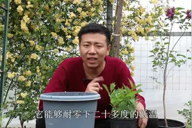 红王子锦带盆栽最合适，耐寒开花美，北方露天种，轻松开成大花球视频封面