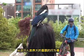 被人类养大的鸟，去到野外还会筑巢吗？这只喜鹊证明了筑巢的天性视频封面
