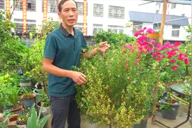 小木槿叶片发黄、枯枝，正确找到原因，赶紧调整养护方法视频封面