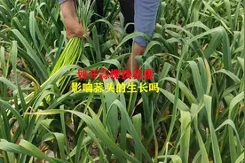 划开蒜棵拔蒜薹，会不会影响蒜头的生长视频封面