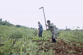 我们村：干货技巧！如何轻松挖出洋芋，农民伯伯有妙招视频封面
