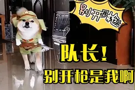 盘点狗子穿上衣服时的搞笑样子！连走路都不会了！视频封面