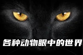你知道各种动物眼中的世界是什么样吗，一起来看看有多么奇妙吧视频封面
