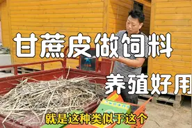 甘蔗皮也是好饲料？养殖牛羊变废为宝，全自动铡草揉丝机看效果视频封面