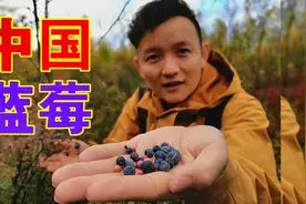 原来中国也有野生蓝莓，酸甜可口，竟然还有红色的视频封面
