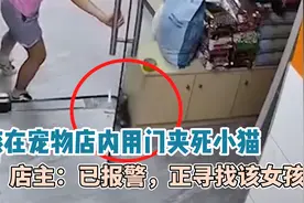 东莞宠物店女孩用门夹死小猫 律师:虐杀动物可能受治安处罚或刑罚视频封面
