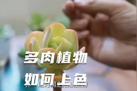 多肉植物如何养到上色？园艺师教你，不再把多肉养成“菜”视频封面