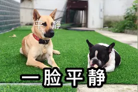 法斗被一个个旱天雷吓得发抖，田园犬一脸平静：都没见过世面视频封面