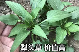 民间蛇药“犁头草”，生活中有啥价值？好多人还不知道，涨知识视频封面