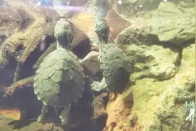 小池养龟：剃刀蛋龟怎么养，深水加深色造景，剃刀龟水里赏心悦目视频封面