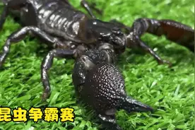 昆虫界王者争霸赛，第四局的蝎子王与甲虫大战，有点意思！视频封面
