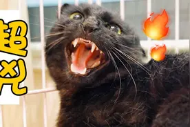 如何让一只暴脾气流浪猫变乖？铲屎官绞尽脑汁想出了一个好办法视频封面