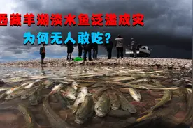西藏羊湖淡水鱼泛滥成灾，随手一捞就是几斤，为啥无人敢吃？视频封面