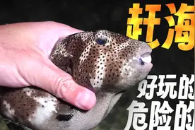 赶海都有哪些风险？别只顾着玩，一定要注意这些视频封面