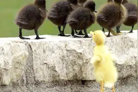 刚破壳的小鸭，会把第一眼看到生物当成妈妈吗？视频封面