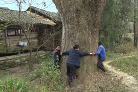 中国楠木村：全村两千多棵金丝楠木最大有600年，被村民奉为神树视频封面