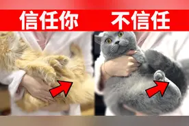 如何快速判断猫咪是否信任你？这6个动作告诉你答案！视频封面