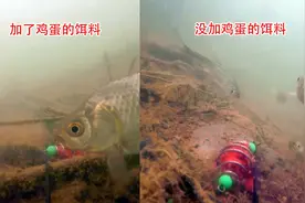 鲫鱼不爱咬钩？是时候给饵料加个鸡蛋了，让鱼胃口大开视频封面