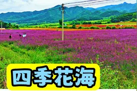 北京延庆最美的花海，面积很大，完全免费，崇山峻岭下花海壮观视频封面
