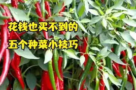 五个种菜小技巧，多年经验总结，啥菜也能用，笨办法也有奇效