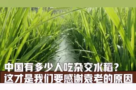 中国有多少人吃杂交水稻？这才是我们要感谢袁老的原因