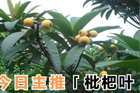 枇杷的叶子煮水厉害了，你不知道的妙用，咳嗽痰多试试它叶子煮水视频封面