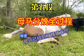 第五段 母马分娩全过程，你知道多少视频封面