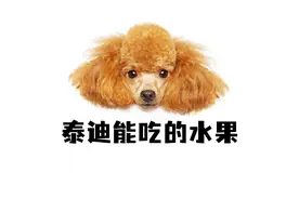 泰迪能吃的6种水果，你家最爱哪一种？视频封面