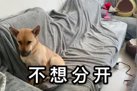 铲屎官也是颇为担心，猫咪们在家多日会怎么样呢？视频封面