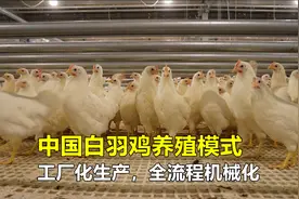 中国白羽鸡养殖模式，工厂化生产，全流程机械化，令人大开眼界！视频封面