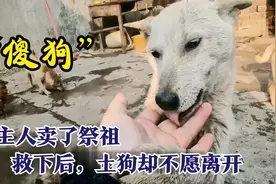 300块高价买下小狗，小狗却不愿离开，主人：再不走就要你小命！视频封面