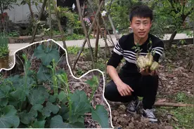 这个就是龙须菜的真面目，龙须菜就是这样种植的视频封面