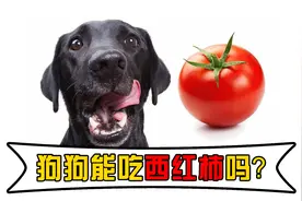 狗狗能吃西红柿吗？视频封面